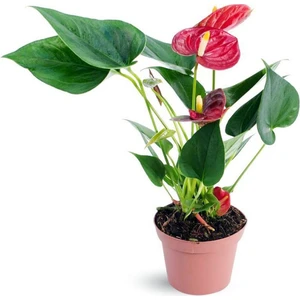 Bi Kaktüs Dünyası Anthurium Red - Kırmızı Flamingo Çiçeği - Ev Ofis Salon Iç Mekan Bitkisi - 40 cm