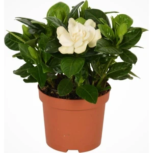 Bi Kaktüs Dünyası Gardenya Yoğun Kokulu Gardenia Jasmionides Ev Ofis Salon Bitkisi 12.cm Büyük Saksıda