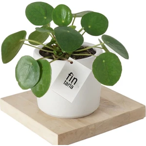 Bi Kaktüs Dünyası Pilea Para Çiçeği 15 cm