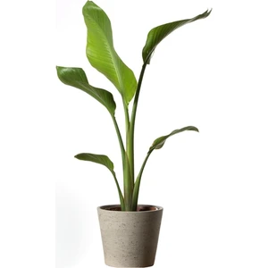 Bi Kaktüs Dünyası Starliçe Cennet Kuşu Strelitzia Nicolai 60-90 cm Strelitzia