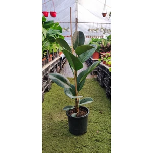 Bi Kaktüs Dünyası Kauçuk Bitkisi ( 70-90 cm ) Ev Bitkisi Ofis Bitkisi Salon Bitkisi Iç Mekan Bitkisi