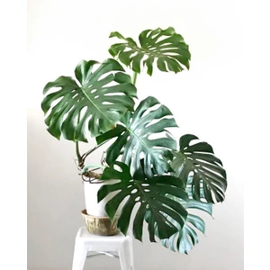 Bi Kaktüs Dünyası Monstera Deliciosa Deve Tabanı 80-100 cm