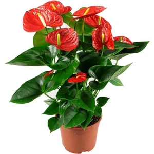 Bi Kaktüs Dünyası Anthurium Red - Flamingo Çiçeği Antoryum - Ev Ofis Salon Iç Mekan Bitkisi - 60 cm
