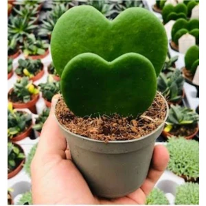 Bi Kaktüs Dünyası Kalp Sukulent Hoya Kerri
