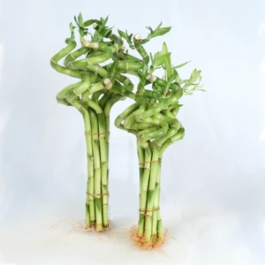 Bi Kaktüs Dünyası Dal Bambu Lucky Bamboo Şans Bambu 50 cm 1 Adet Salon Bitkisi Ev Bitkisi Ofis Bitkisi