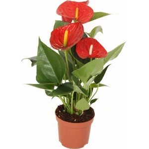 Bi Kaktüs Dünyası Anthurium Andraeanum Red - Kırmızı Antoryum Flamingo Çiçeği Iç Mekan Salon Bitkisi