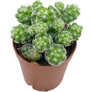 Bi Kaktüs Dünyası Mammillaria Gracilis Dantelli Kaktüs