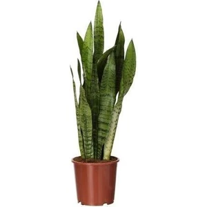 Sansevaria Peygamber Kılıç Çiçeği Paşa Kılıcı  45-55 cm