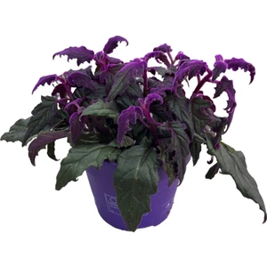 Gynura Aurantiaca (Mor Kadife Çiçeği)