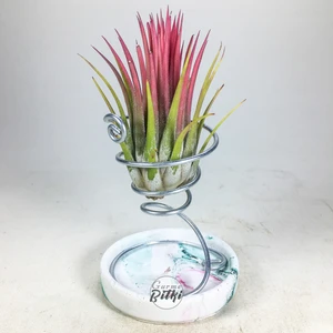 Gurme Bitki Tillandsia Ionantha Rubra (M) - El Yapımı Dekoratif Standı ile Hava Bitkisi Air Plant