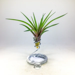 Gurme Bitki Tillandsia Cyanea (L) - El Yapımı Dekoratif Standı Ile Köksüz Hava Bitkisi Airplant