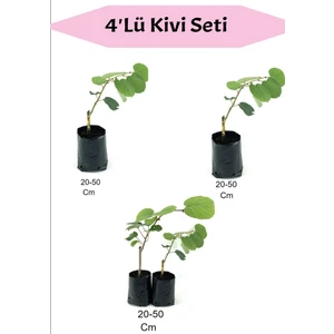 Bitkim Sende 4'lü Meyve Seti Kivi Fidanı