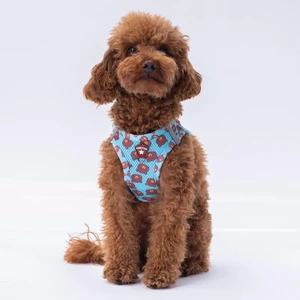 Air-Mesh Bears Köpek Göğüs Tasması