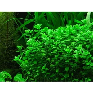 Marimo Scape Bacopa Monnieri