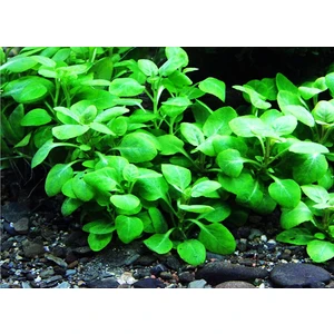 Marimo Scape Lobelia Cardinalis