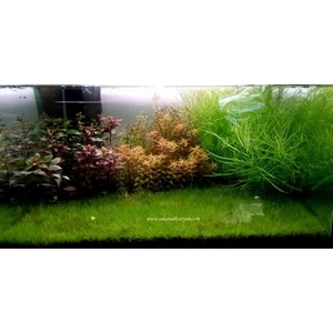 Marimo Scape Mini Parvula