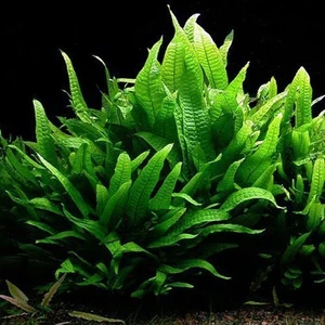 Marimo Scape Microsorum Pteropus (Java Fern)