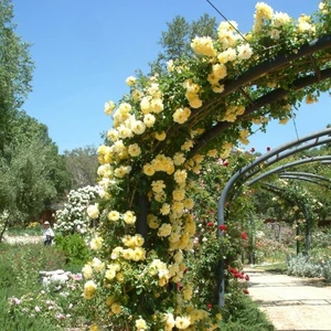 Saksılı Yediveren Sarı Katmerli Sarmaşık Gül Fidanı 15-25 cm N11.12715