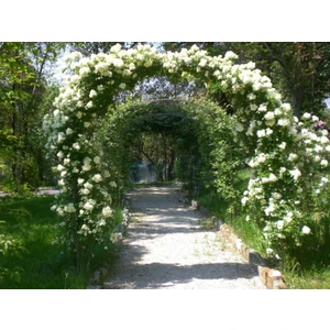 Beyaz Yediveren Sarmaşık Gül Fidanı 15-25 cm N11.27265
