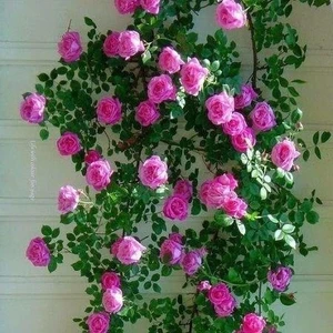 Koyu Pembe Yediveren Sarmaşık Gül Fidanı 20-40 cm