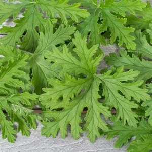 Cezbedici Kokulu Itır Fidanı Pelargonium Graveolens