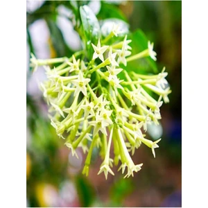 Cestrum Nocturnum Kolonya Çiçeği Gece Yasemini Melisa Çiçeği Fidanı