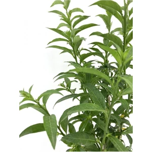 Melisa Çiçeği Fidanı 20-30 cm