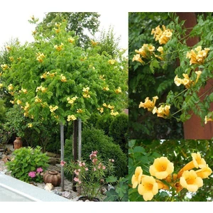 Campsis Radicans Yellow Trumpet Sarı Acem Borusu Fidanı 20-40 cm