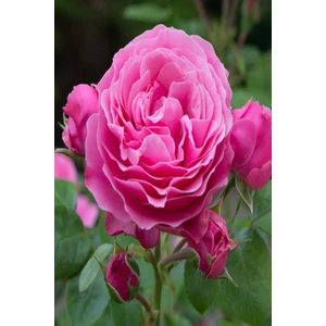 Reçel Gülü Fidanı Rosa Damascena
