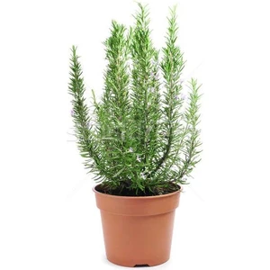 Saksılı Biberiye Fide Fidanı 15-25 cm