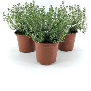 Saksılı Kekik Fidanı 10-20 cm 3 Adet Potted Thyme Sapling