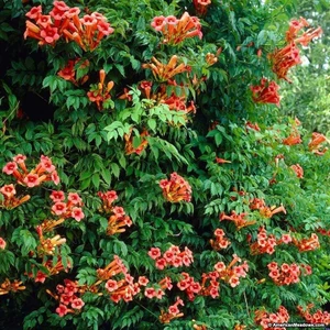 Acem Borusu Campsis Radicans Fidanı Somon 20-40 cm