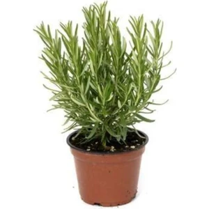 Rosmarinus Officinalis Biberiye Fidanı, Saksıda 1.kalite