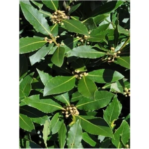 Saksıda Laurus Nobilis Defne Fidanı 20   30 cm