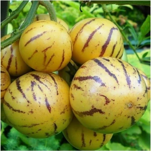 Saksıda Pepino Fidanı
