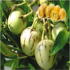 Pepino Fidanı Tüplü Aşılı
