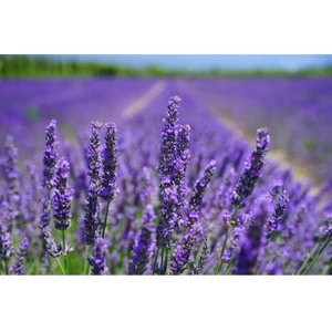 4 Adet Lavanta Fidanı