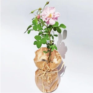 Gül Fidesi  Isparta Gülü Fidesi