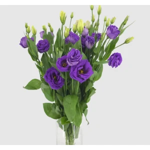Lisianthus Tohumu ( Lale Gül ) Iri Çiçek Serisi - Mor ( 5 Tohum )