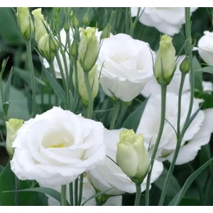 Lisianthus Tohumu ( Lale Gül ) Iri Çiçek Serisi - Beyaz ( 5 Tohum )
