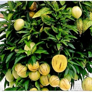 Pepino Fidanı Tüplü 1 Adet Ağaç Kavunu