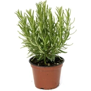 Aromatik Biberiye Fidanı 10-20 cm