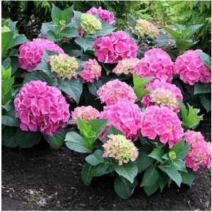 Hydrangea Macrophylla Ortanca Fidanı 10-20 cm