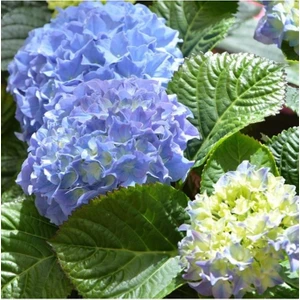 Mavi Ortanca Fidanı Hydrangea Mocnophylla 10-20 cm