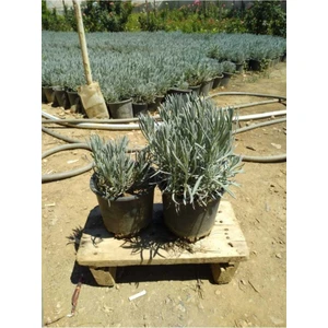 Üretim Saksılı Lavanta Fidanı