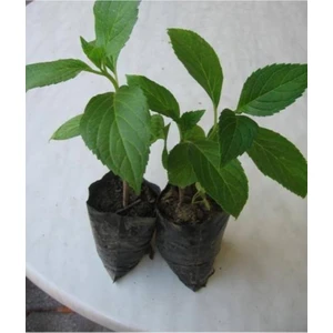 Ortanca Fidanı Iki Adet