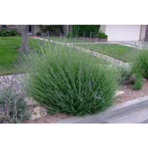 Yoğun Kokulu (Lavandula x Intermedia), Saksıda Lavanta Fidanı, Büyük Boy,