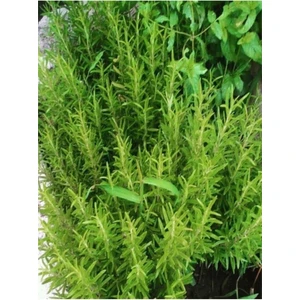 Mor Çiçekli Biberiye Fidanı 10-20 cm