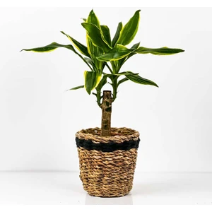 Fidan Burada Dracaena Fragrans Gold Tek Gövdeli Lanesse Siyah Hasır Saksılı 40-60 cm