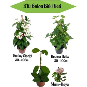 Bitkim Sende Kızılay Çiçeği+ Hedera Helix+ Mum Çiçeği